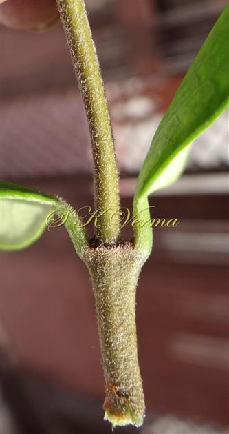  Stem
